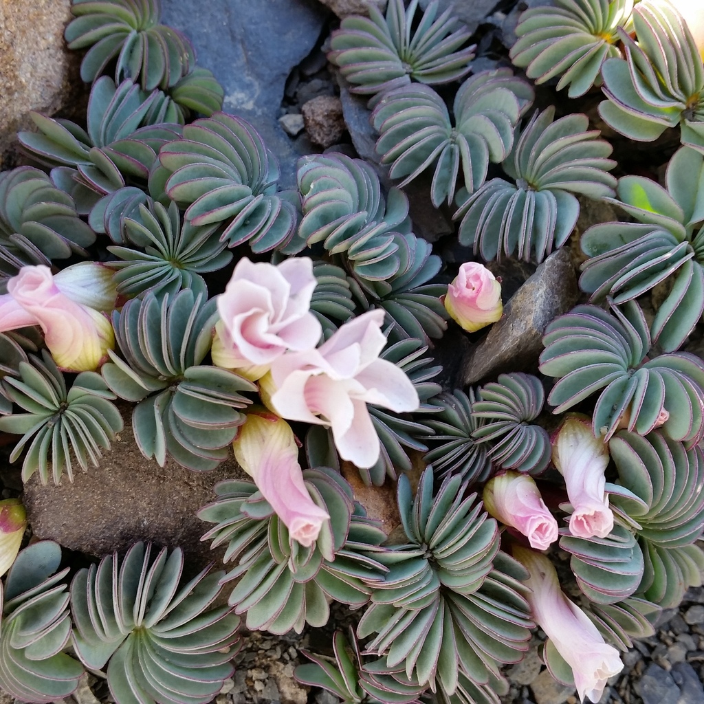 Oxalis loricata