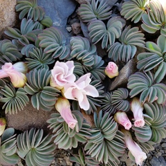 Oxalis loricata