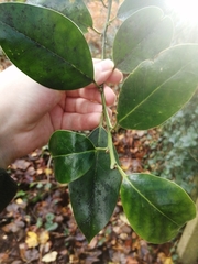 Ilex × altaclerensis