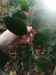 Ilex × altaclerensis