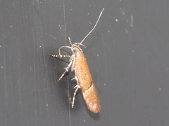 Eudactylota iobapta