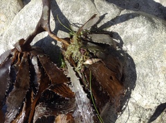 Ophiodermella inermis