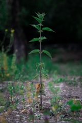 Urtica dioica
