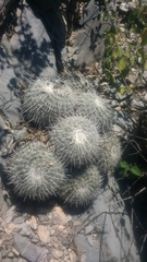 Mammillaria parkinsonii