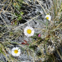 Erigeron leptopetalus