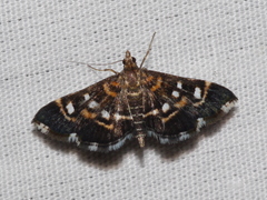 Diathrausta