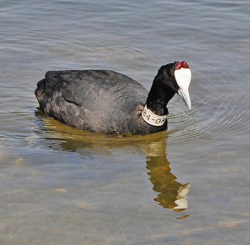 Foulque caronculée
