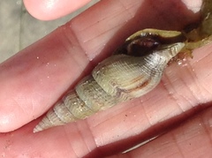 Ophiodermella inermis