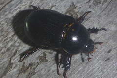 Ligyrus relictus