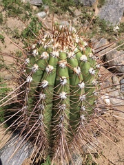 Trichocereus terscheckii
