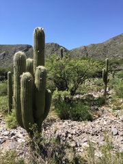 Trichocereus terscheckii