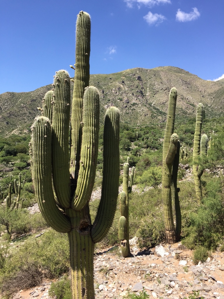 Argentine Saguaro (Trichocereus terscheckii)  iNaturalist