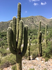 Trichocereus terscheckii