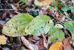 Plantago major