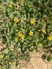 Oxalis corniculata