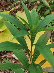 Solidago gigantea