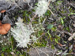 Cladonia humilis