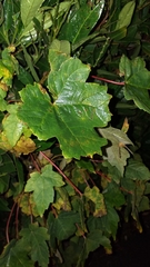 Acer pseudoplatanus