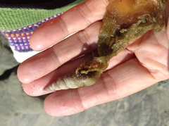 Ophiodermella inermis