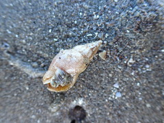 Cominella accuminata