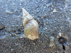 Cominella accuminata