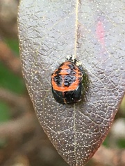 Harmonia axyridis