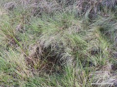 Agrostis canina