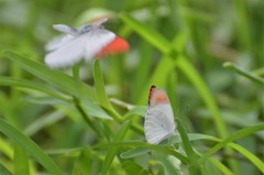 Colotis antevippe gavisa