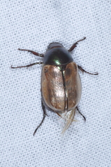 Anomala testaceipennis