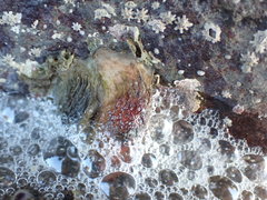 Cnemidocarpa