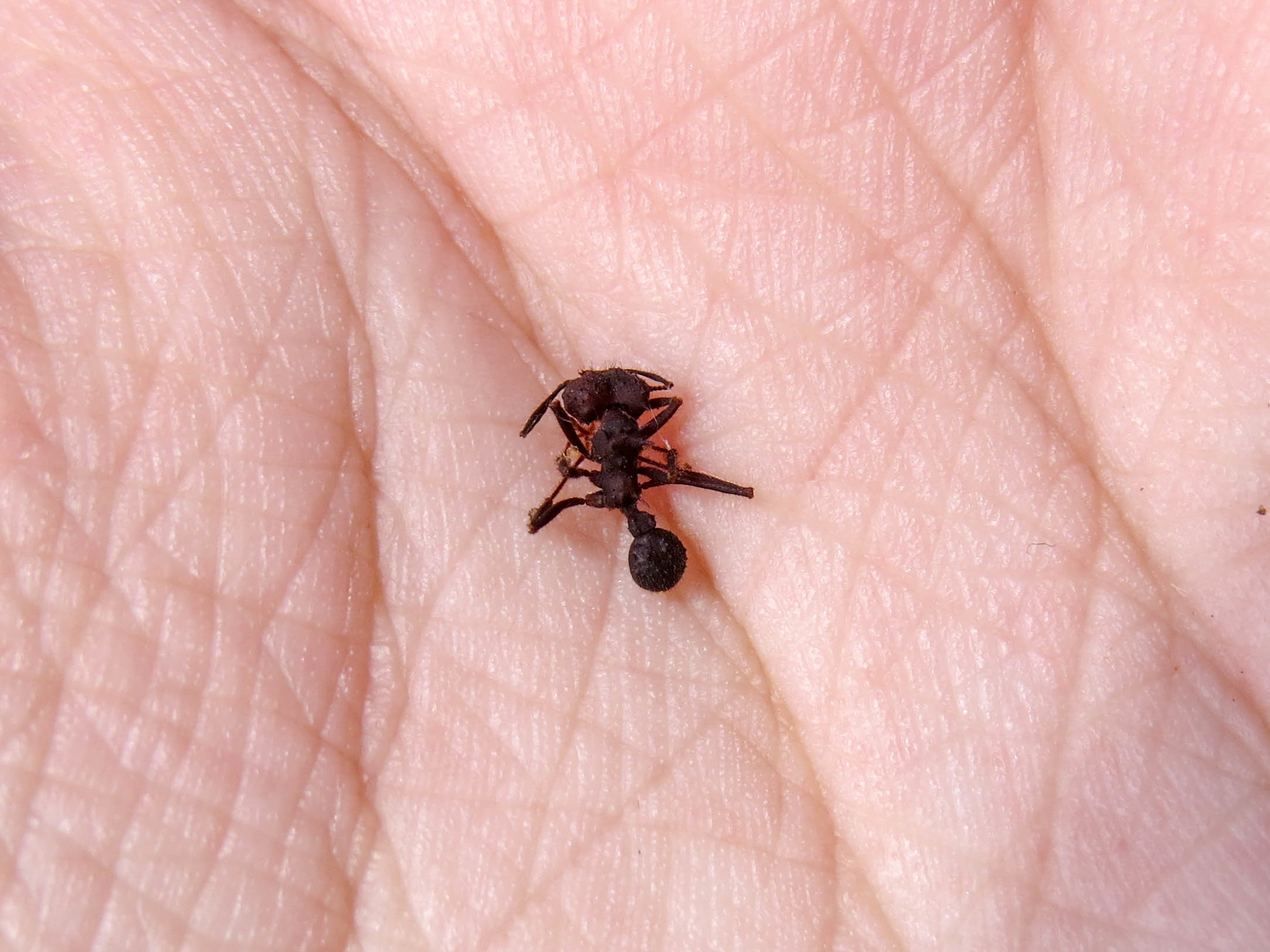 Acromyrmex