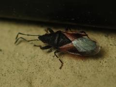 Oxycarenus lavaterae