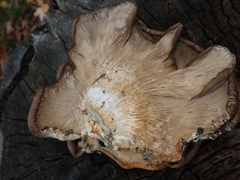 Pleurotus ostreatus