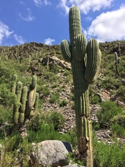 Trichocereus terscheckii