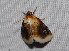 Chrysoecia scira