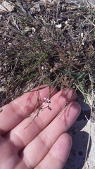 Asperula supina
