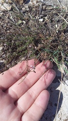 Asperula supina