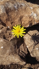 Taraxacum hybernum