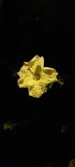Luffa acutangula