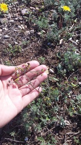 Bupleurum marschallianum