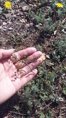 Bupleurum marschallianum