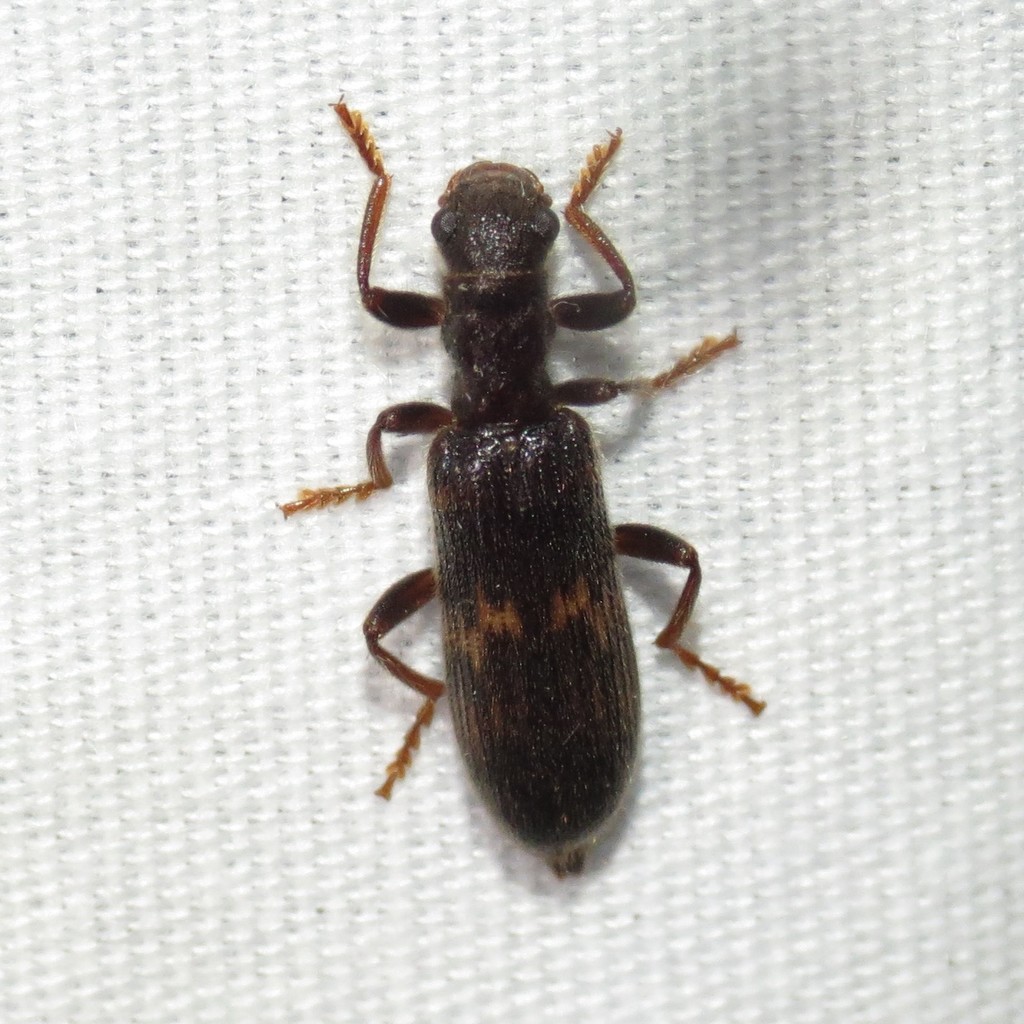 Cymatodera flavosignata