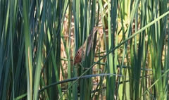 Ixobrychus involucris