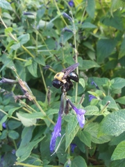 Xylocopa virginica