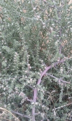 Salsola kali ruthenica