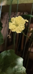 Luffa acutangula