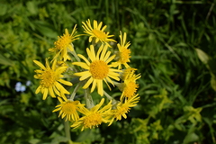 Tephroseris longifolia