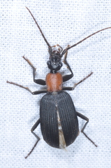 Galerita collaris