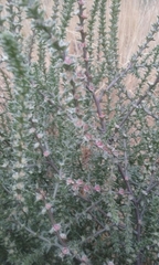 Salsola kali ruthenica