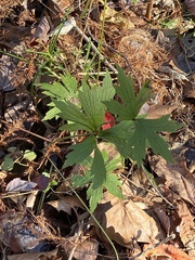 Anemonastrum canadense